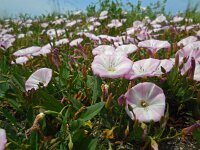 Convolvulus arvensis 21, Akkerwinde, Saxifraga-Ed Stikvoort