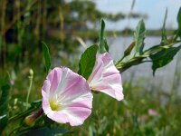 Convolvulus arvensis 22, Akkerwinde, Saxifraga-Ed Stikvoort