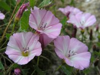 Convolvulus arvensis 24, Akkerwinde, Saxifraga-Ed Stikvoort : viroin2011