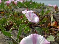 Convolvulus arvensis 25, Akkerwinde, Saxifraga-Ed Stikvoort