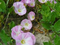 Convolvulus arvensis 26, Akkerwinde, Saxifraga-Ed Stikvoort