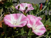 Convolvulus arvensis 27, Akkerwinde, Saxifraga-Ed Stikvoort