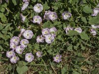 Convolvulus arvensis 28, Akkerwinde, Saxifraga-Jan van der Straaten