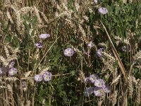 Convolvulus arvensis 29, Akkerwinde, Saxifraga-Jan van der Straaten