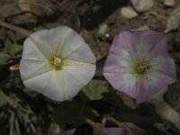 Convolvulus arvensis 3, Akkerwinde, Saxifraga-Marijke Verhagen