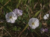 Convolvulus arvensis 30, Akkerwinde, Saxifraga-Jan van der Straaten