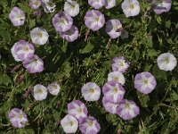 Convolvulus arvensis 32, Akkerwinde, Saxifraga-Jan van der Straaten