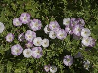 Convolvulus arvensis 36, Akkerwinde, Saxifraga-Jan van der Straaten