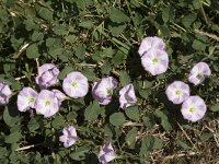 Convolvulus arvensis 37, Akkerwinde, Saxifraga-Willem van Kruijsbergen