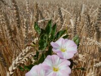 Convolvulus arvensis 38, Akkerwinde, Saxifraga-Ed Stikvoort