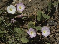 Convolvulus arvensis 4, Akkerwinde, Saxifraga-Marijke Verhagen