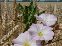 Convolvulus arvensis 40, Akkerwinde, Saxifraga-Ed Stikvoort