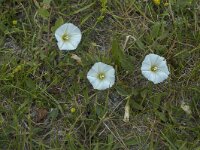 Convolvulus arvensis 43, Akkerwinde, Saxifraga-Jan van der Straaten