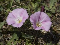 Convolvulus arvensis 45, Akkerwinde, Saxifraga-Willem van Kruijsbergen