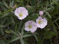 Convolvulus arvensis 46, Akkerwinde, Saxifraga-Willem van Kruijsbergen