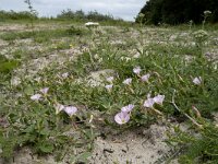 Convolvulus arvensis 47, Akkerwinde, Saxifraga-Willem van Kruijsbergen