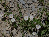 Convolvulus arvensis 5, Akkerwinde, Saxifraga-Willem van Kruijsbergen