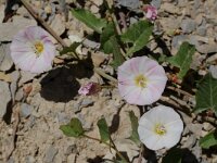 Convolvulus arvensis 6, Akkerwinde, Saxifraga-Willem van Kruijsbergen