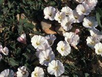 Convolvulus arvensis 7, Akkerwinde, Saxifraga-Piet Zomerdijk