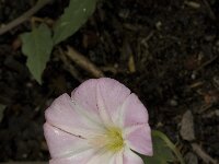 Convolvulus arvensis 8, Akkerwinde, Saxifraga-Jan van der Straaten