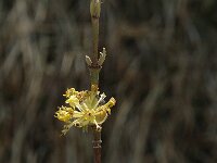 Cornus mas 1, Gele kornoelje, Saxifraga-Marijke Verhagen