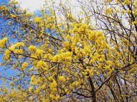 Cornus mas 7, Gele kornoelje, Saxifraga-Jasenka Topic