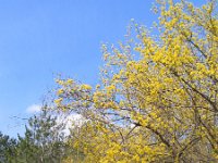 Cornus mas 8, Gele kornoelje, Saxifraga-Jasenka Topic
