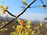 Cornus mas 10, Gele kornoelje, Saxifraga-Rutger Barendse
