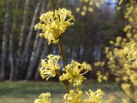 Cornus mas 3, Gele kornoelje, Saxifraga-Jan Willem Jongepier