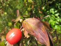 Cornus mas 6, Gele kornoelje, Saxifraga-Rutger Barendse
