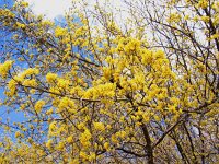 Cornus mas 7, Gele kornoelje, Saxifraga-Jasenka Topic