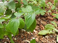 Cornus mas 9, Gele kornoelje, Saxifraga-Rutger Barendse
