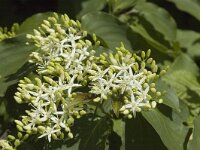 Cornus sanguinea, Dogwood