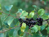 Cornus sanguinea 10, Rode kornoelje, Saxifraga-Piet Zomerdijk