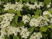 Cornus sanguinea 14, Rode kornoelje, Saxifraga-Jan van der Straaten