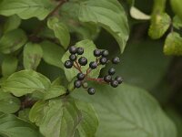 Cornus sanguinea 15, Rode kornoielje, Saxifraga-Jan van der Straaten