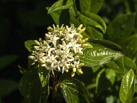 Cornus sanguinea 18, Rode kornoelje, Saxifraga-Jan van der Straaten