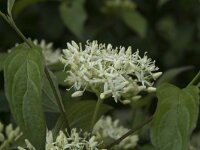 Cornus sanguinea 24, Rode kornoelje, Saxifraga-Willem van Kruijsbergen