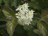 Cornus sanguinea 6, Rode kornoelje, Saxifraga-Marijke Verhagen