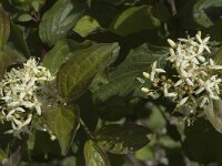 Cornus sanguinea 7, Rode kornoelje, Saxifraga-Marijke Verhagen