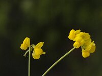 Coronilla minima 2, Saxifraga-Jan van der Straaten