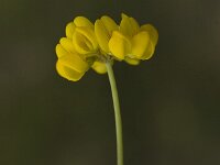 Coronilla minima 3, Saxifraga-Jan van der Straaten