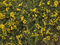 Coronilla minima 4, Saxifraga-Marijke Verhagen
