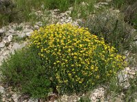 Coronilla minima 8, Saxifraga-Dirk Hilbers