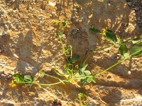 Coronilla scorpioides 2, Saxifraga-Jasenka Topic