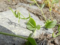 Coronilla scorpioides 5, Saxifraga-Rutger Barendse