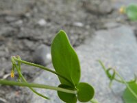 Coronilla scorpioides 7, Saxifraga-Rutger Barendse