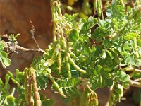Coronilla valentina 2, Saxifraga-Jasenka Topic
