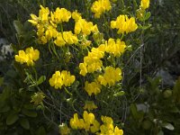 Coronilla valentina 4, Saxifraga-Jan van der Straaten