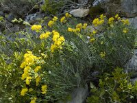 Coronilla valentina 5, Saxifraga-Jan van der Straaten